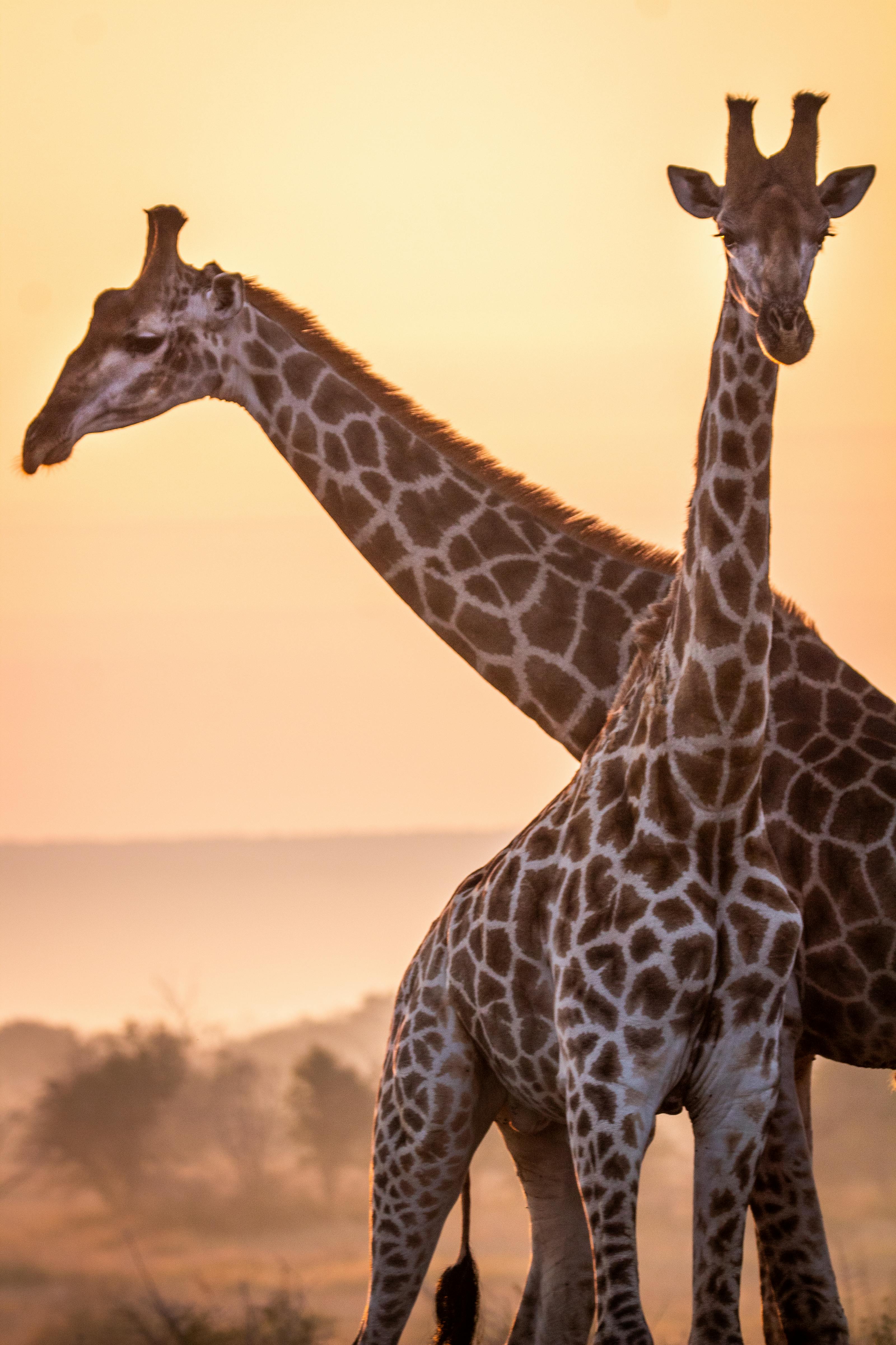 Zwei Giraffen in der Sonnenuntergangs-Savanne