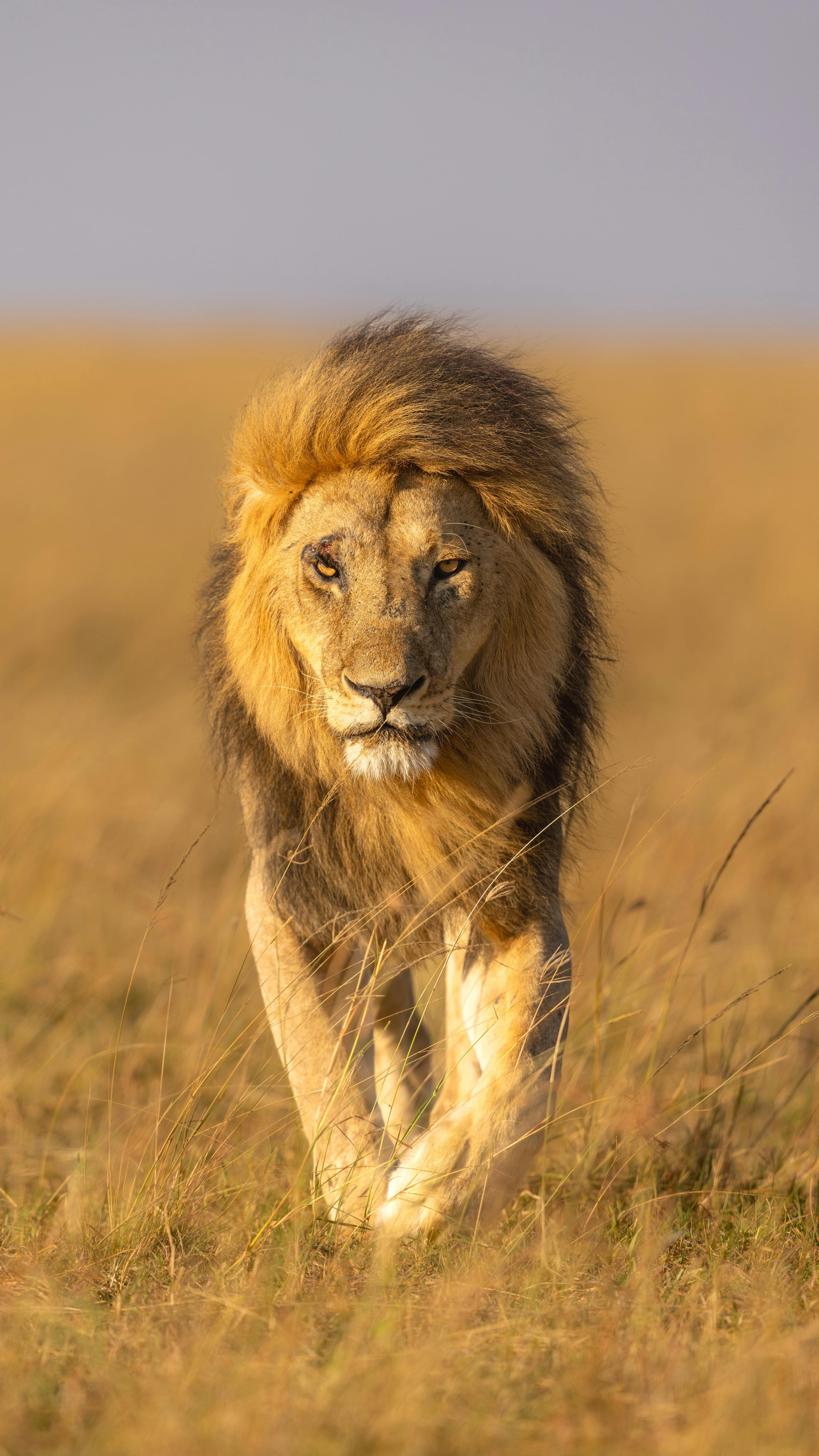 Endlose Ebenen der Serengeti im goldenen Licht