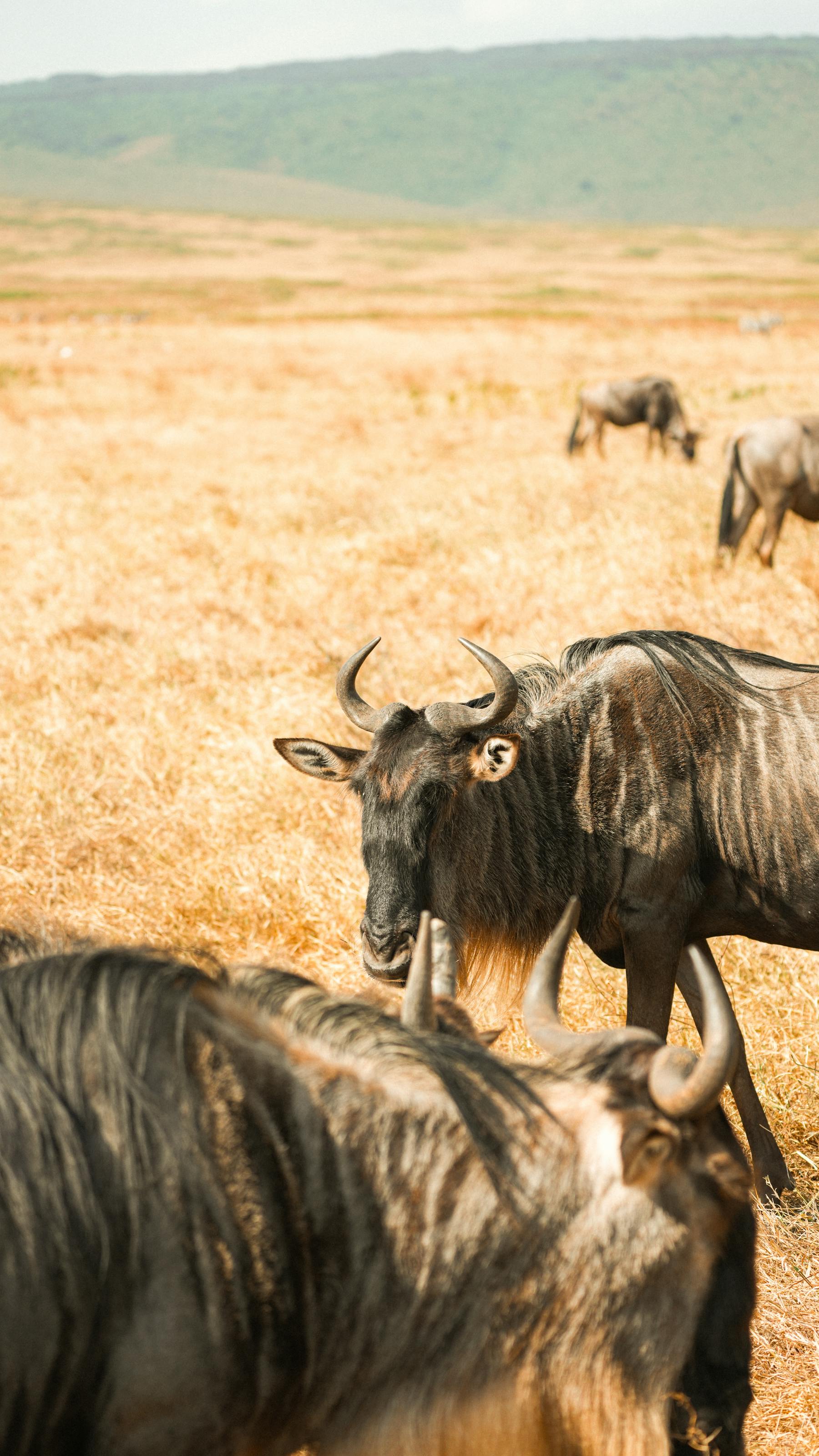 Gnu-Herde in der Serengeti während der Großen Migration