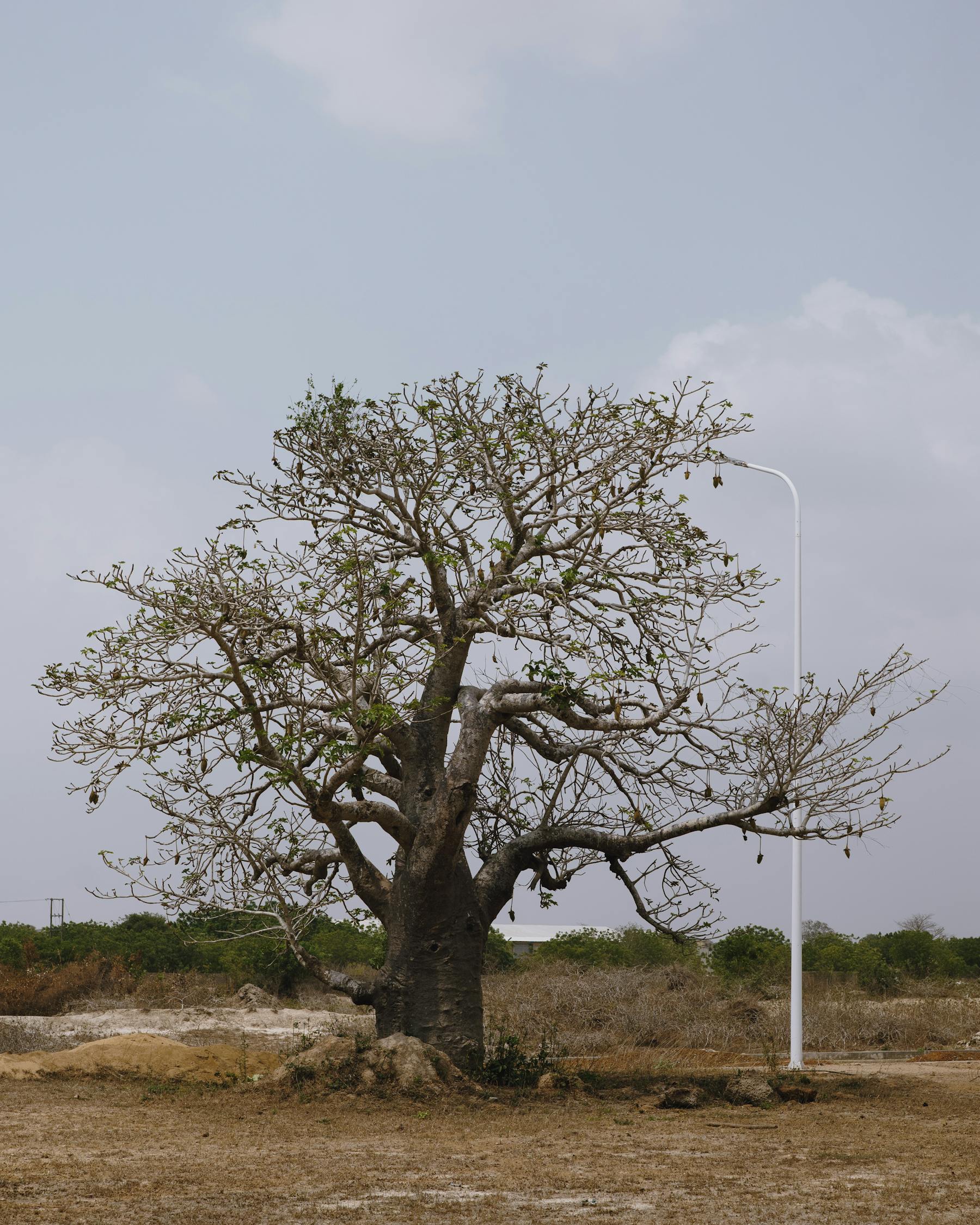Solitärer Baobab in trockener, offener Landschaft