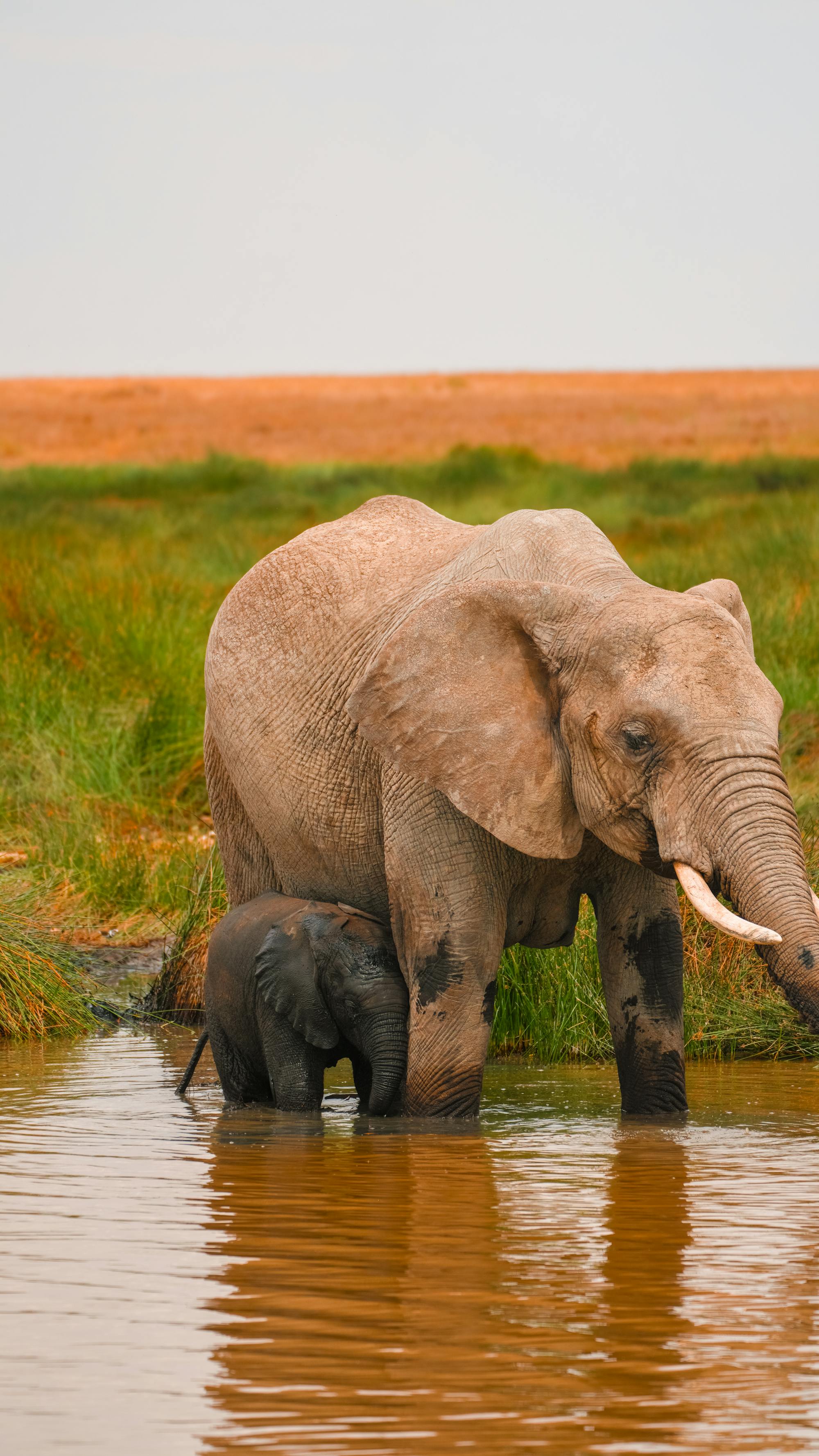 Elefantenmutter mit Kalb am Wasserloch in Tansania