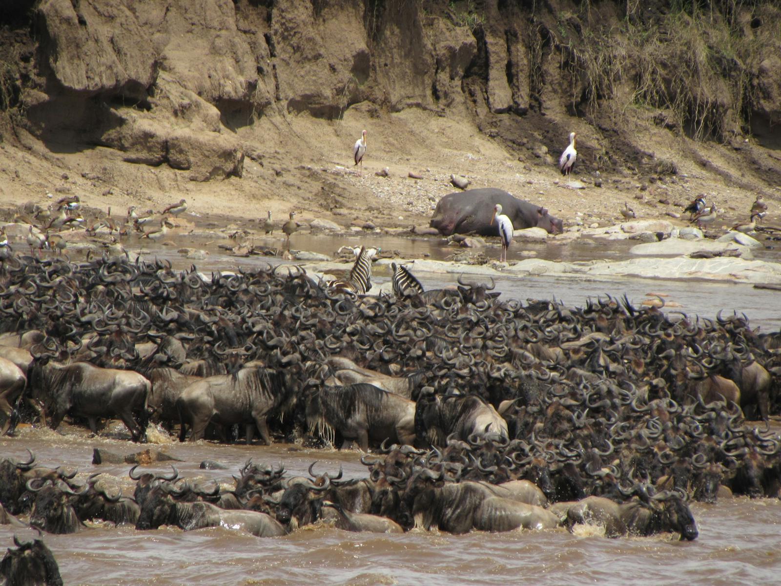 Gnus überqueren während der Großen Migration einen Fluss
