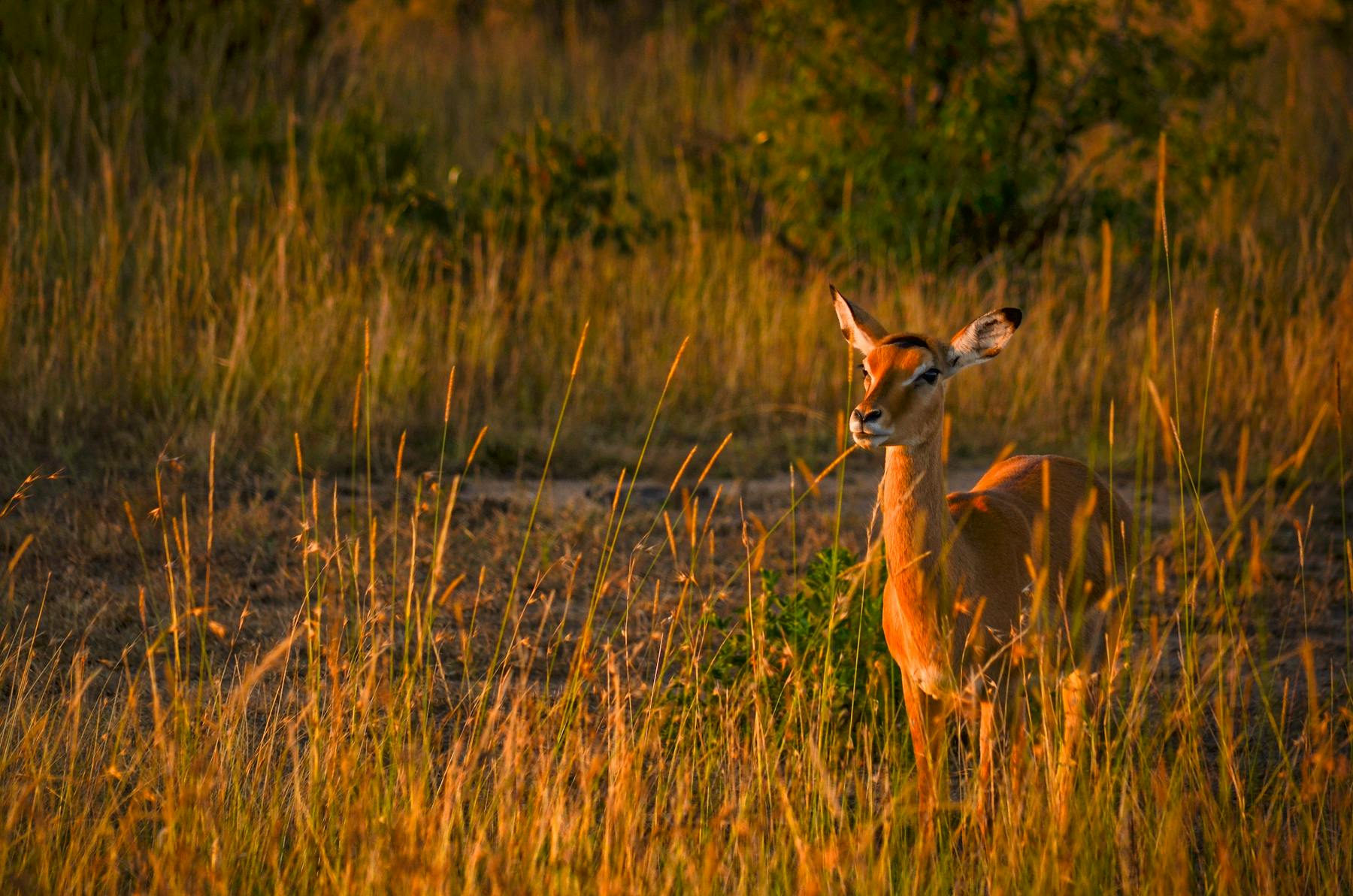 Einzelne Antilope im goldenen Gras der Savanne zum Sonnenuntergang