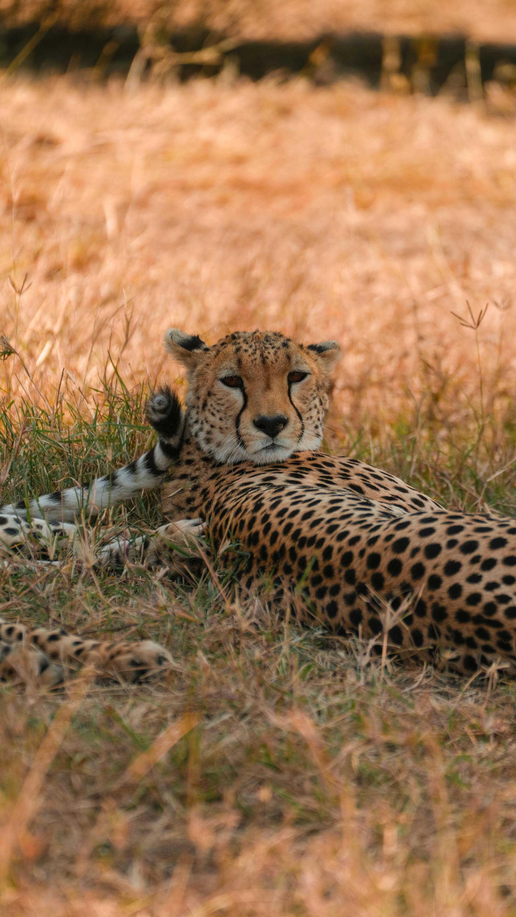 Gepard im sonnenbeschienenen Grasland Tansanias