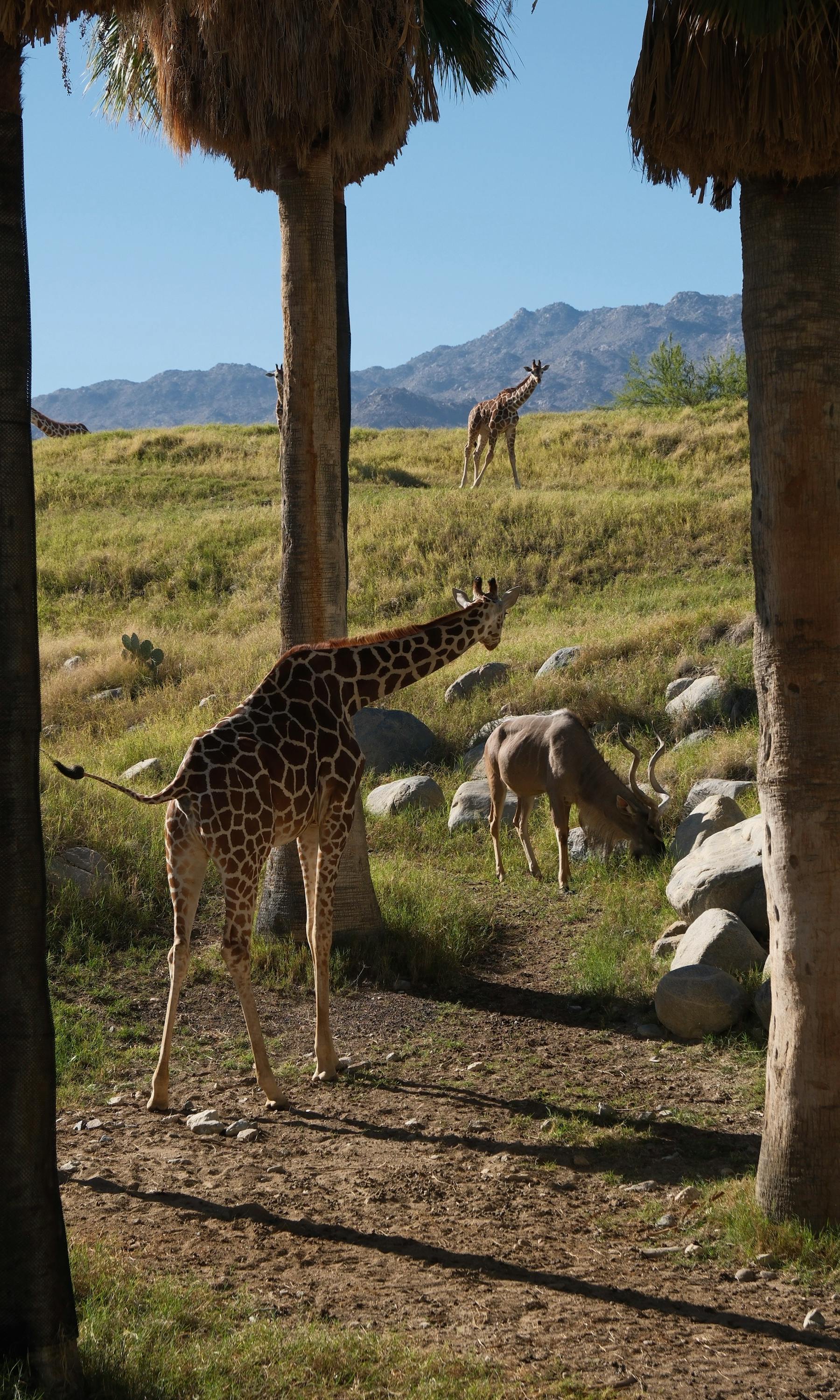 Giraffen und Antilopen unter Palmen mit Bergen im Hintergrund